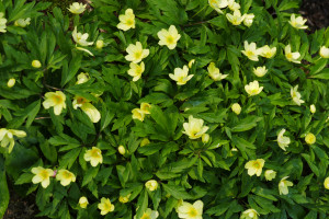Anemone lipsiensis             